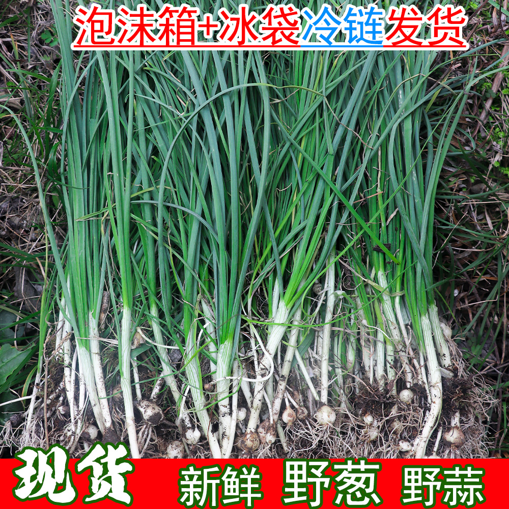 农村发货野葱新鲜云贵川特产