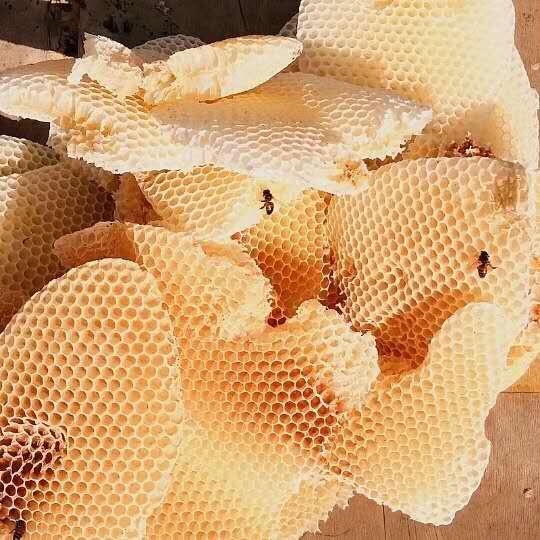 意蜂巢脾六角形蜂窝巢躲避洞产卵屋成品巢脾繁殖培育蜂巢状意蜂巢