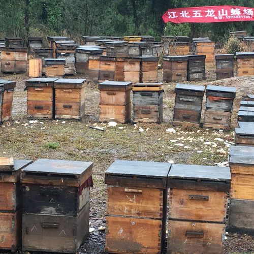 意蜂活群带王笼蜂含巢脾包活到手