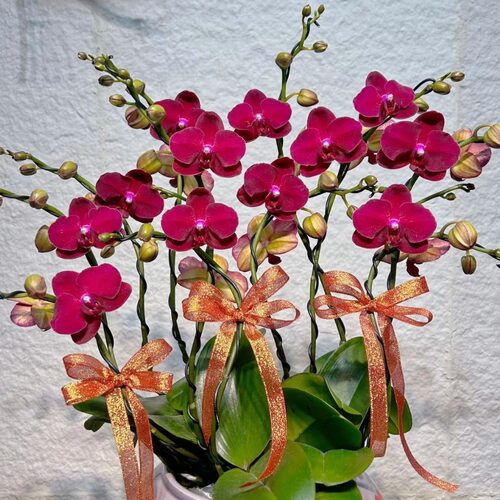 蝴蝶兰苗（小红花）保底3花剑 四季花 好养耐开 带香味 3.0大杯