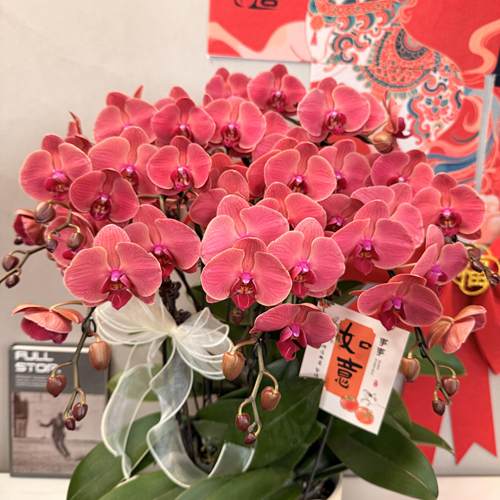 蝴蝶兰苗（多橙 ）新手好养耐开 保底3花剑发货