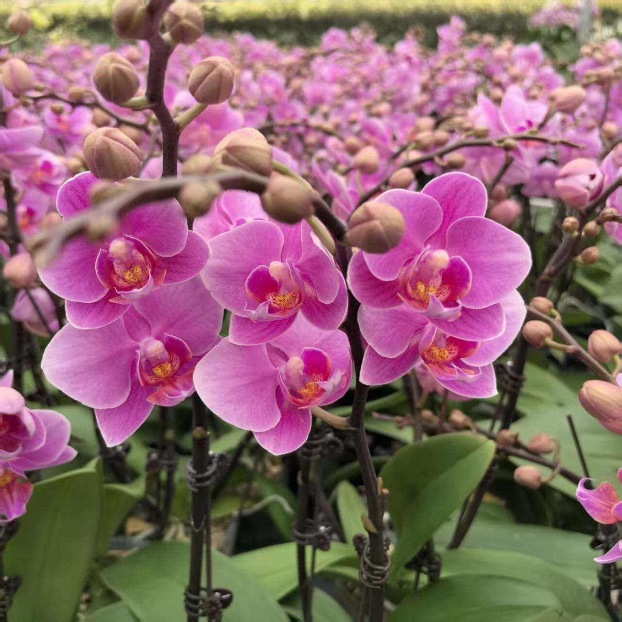 蝴蝶兰（紫霞仙子）花量多 叶片碧绿基地直发