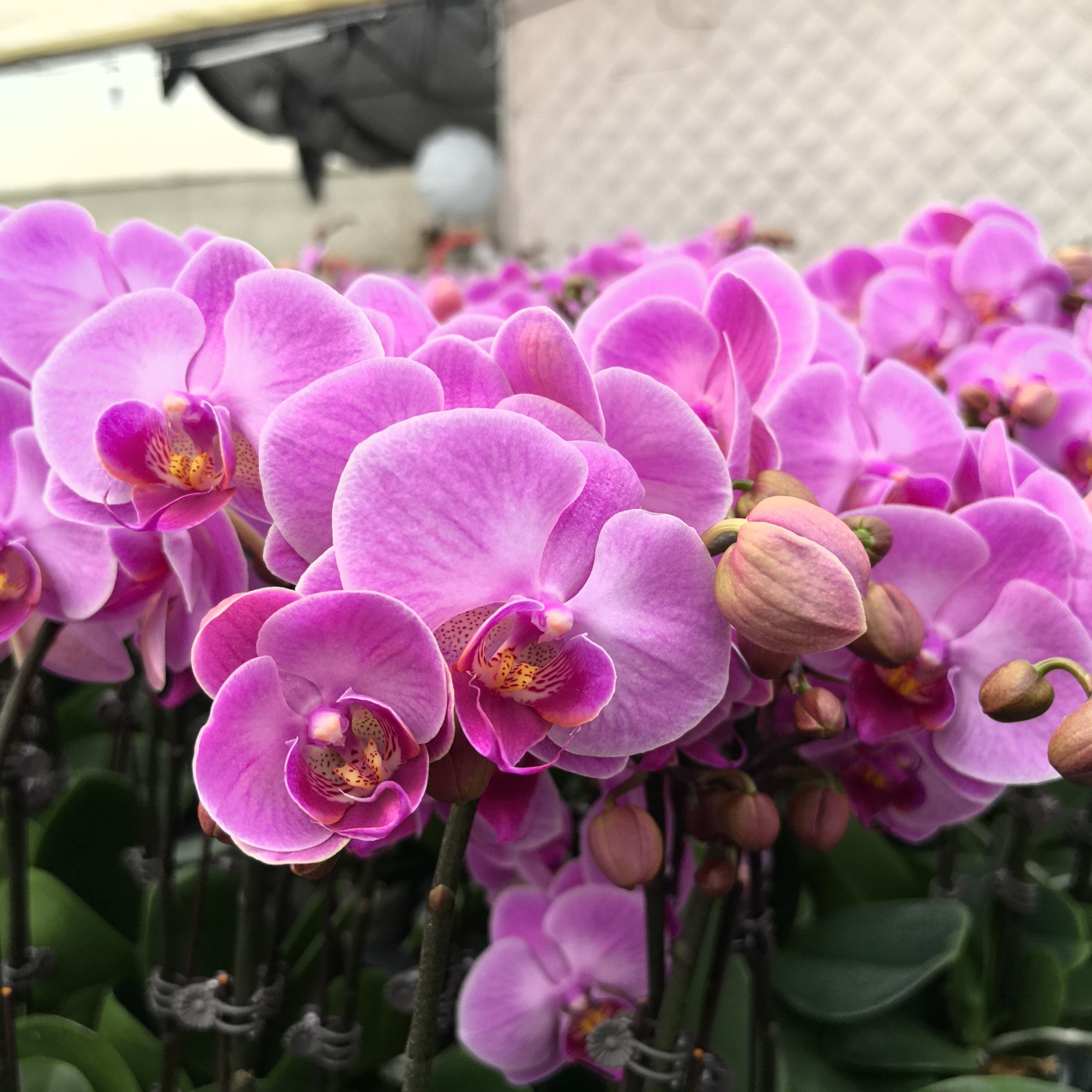 蝴蝶兰（粉钻）花量多 有花带苞 叶片碧绿基地直发