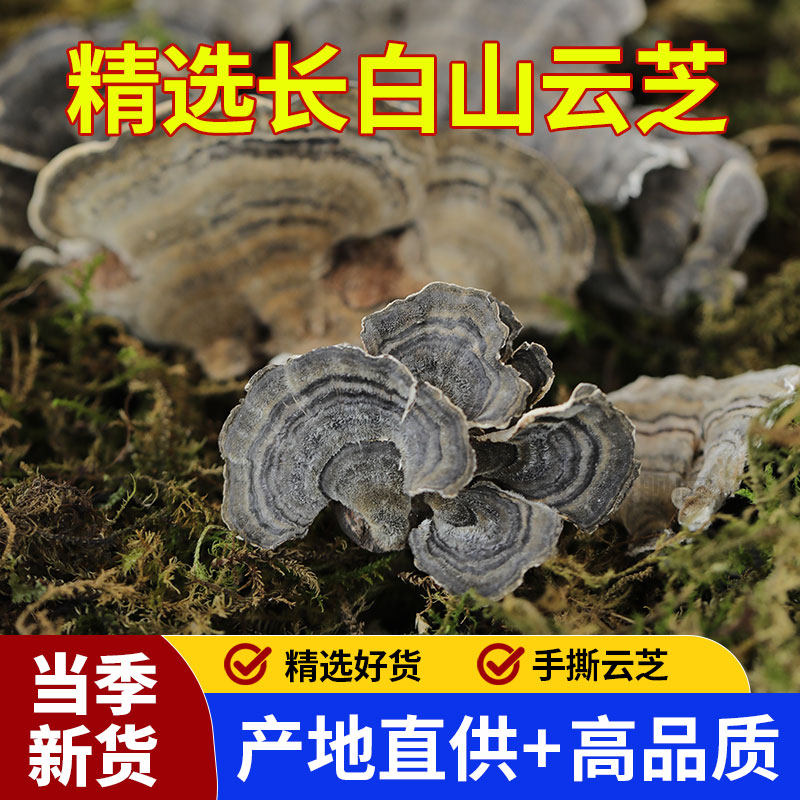 野生云芝中药材云灵芝生晒精选手工掰片挑选白底500g可搭桑黄茯苓