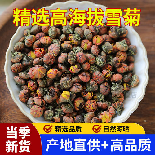 雪菊胎菊花蕾新货高品质