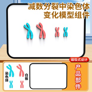 减数分裂中染色体变化模型组件磁吸式染色体减速分裂模型教学X117