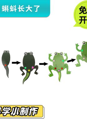 领跑教具蝌蚪长大了青蛙一生教具diy手工科技小制作学生幼儿园童