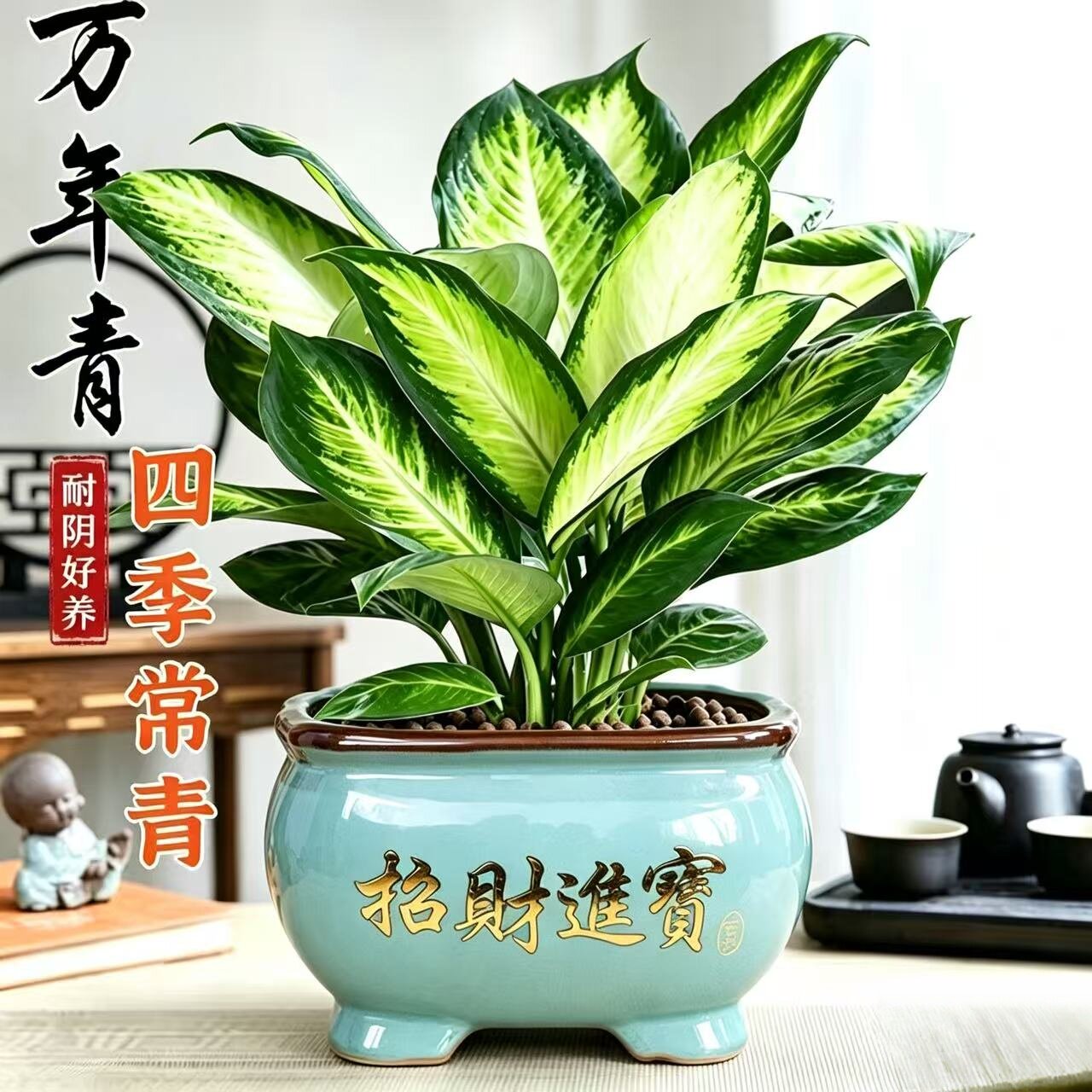 万年青桌面绿植净化空气