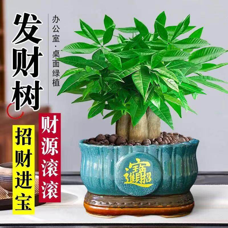 大盆三杆发财树盆栽绿植室内办公室招财纳福好养植物四季常青摆件