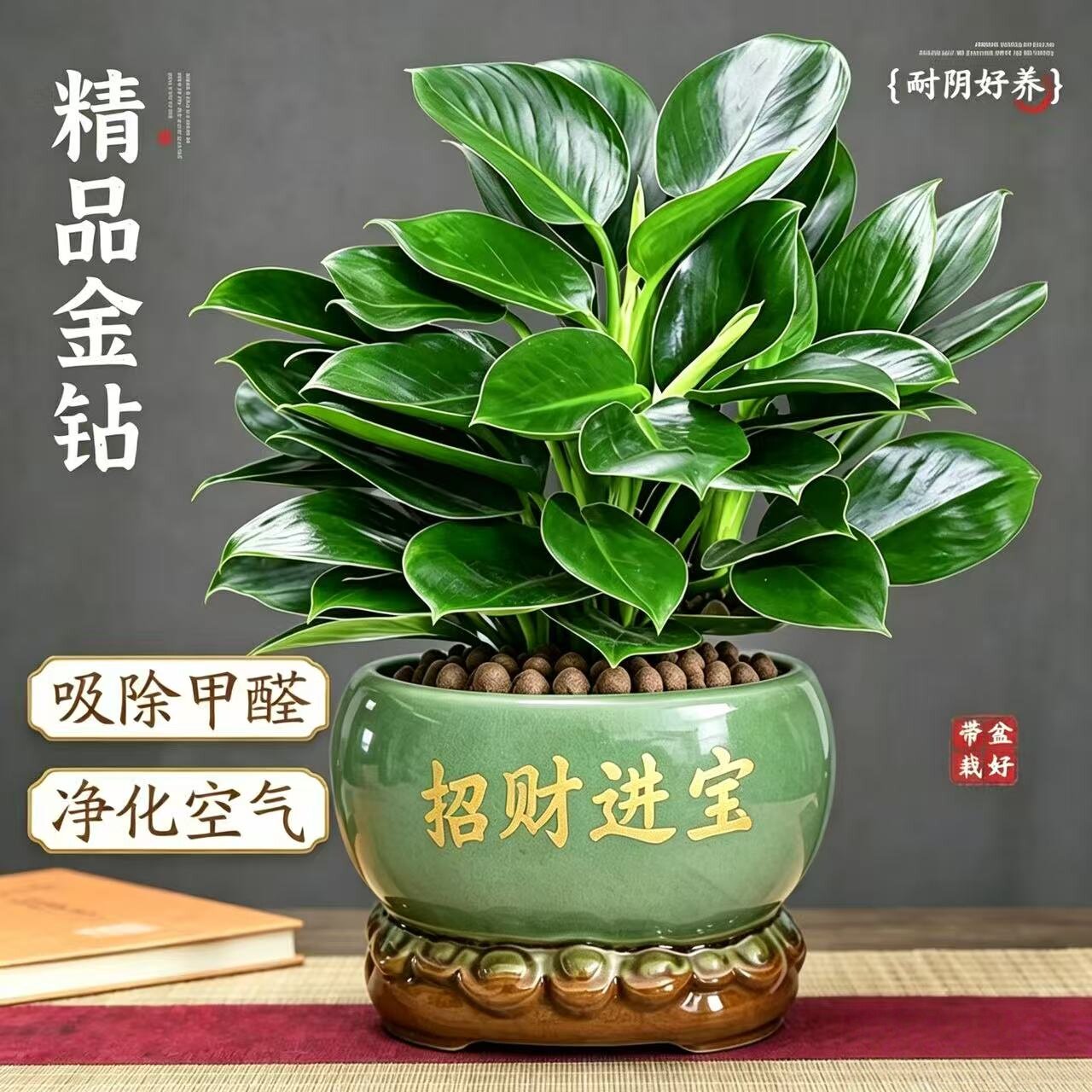 金钻常青易活净化空气桌面绿植