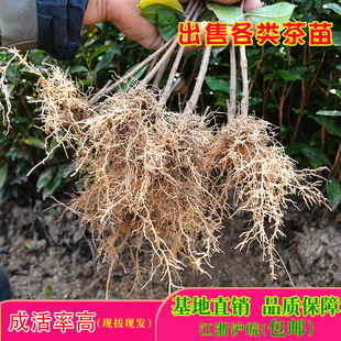 正宗乌牛早茶苗龙井43茶苗安吉白茶浙农117黄金芽郁金香茶秧绿茶