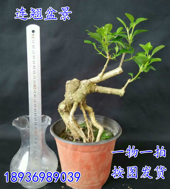 连翘盆景树桩 室内花卉绿植盆栽 又名迎春花 黄老虎 一物一拍