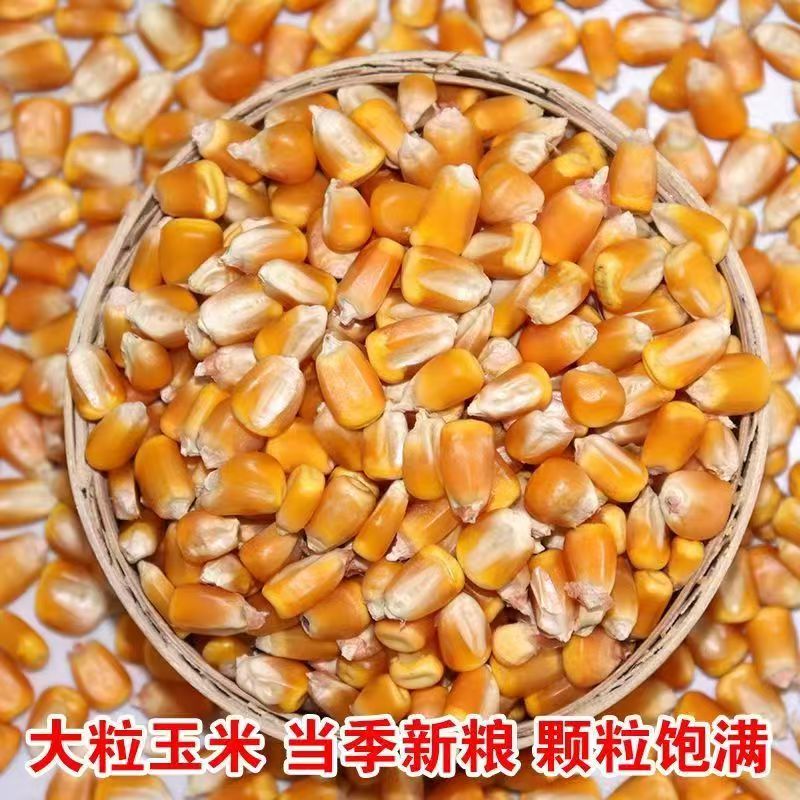 成熟晒干玉米粒鸽子喂鸡猪鸟饲料