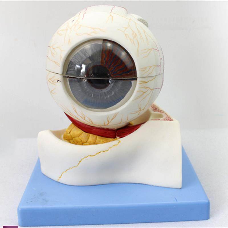 enovo颐诺医学人体眼球构造放大模型眼球眼眶眼晴解剖模型教学