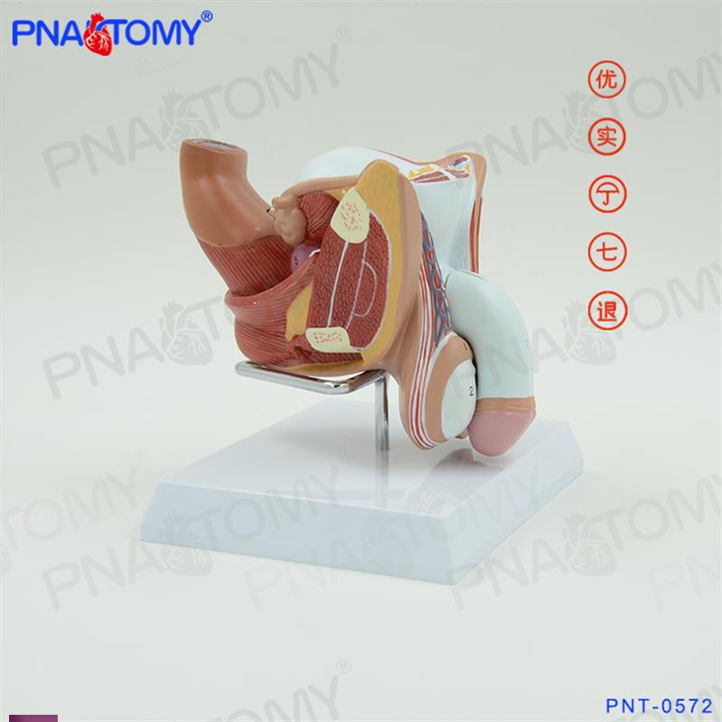 !男性内外生殖器仿真阴茎泌尿系统睾丸解剖模型男科计生展示教具