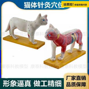 .猫解剖模型皮肤针灸穴位内脏肌肉犬牛猪模型马畜牧兽医教学宠物