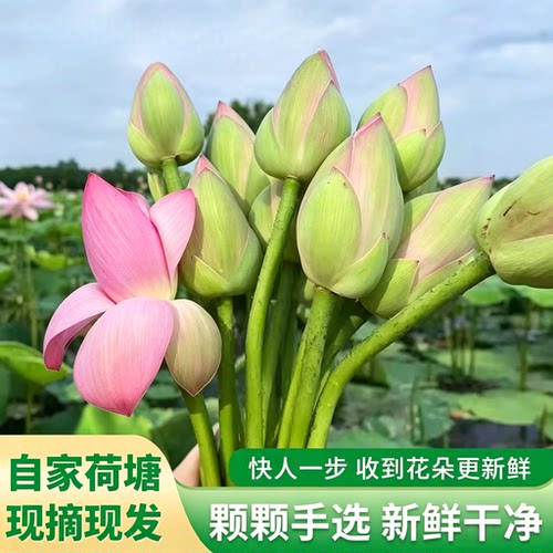 新鲜荷花莲花真鲜花现摘现发水培花束水养鲜切花产地直发京东包邮