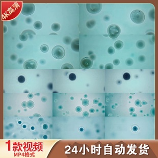 高清显微镜下细胞运动分裂过程细胞核内部结构动态成像视频素材