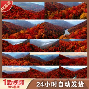 高清四川米亚罗红叶谷秋季红叶红色山林山谷风光秋季山景视频素材