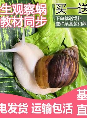 大蜗牛活体宠物白玉套装食用