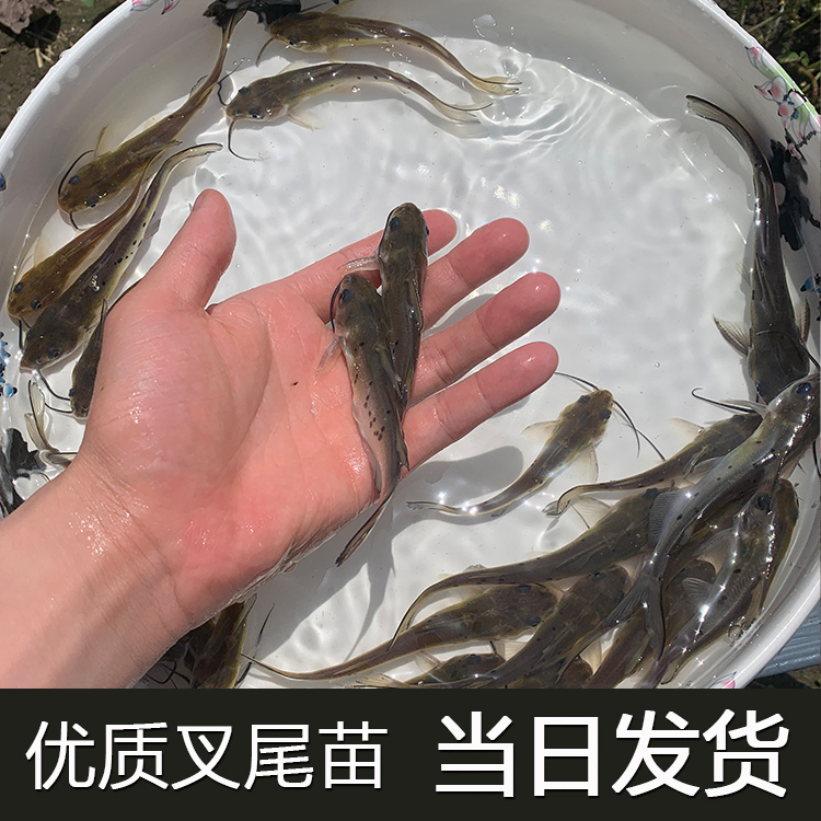 叉尾鮰鱼苗优质斑点钳鱼苗叉尾鱼苗回鱼苗淡水大型沟鲶鱼苗耐养