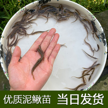 泥鳅苗活饵乌龟龙鱼活食冷水观赏鱼饲料鱼钓鱼台湾鲜活小泥鳅鱼苗