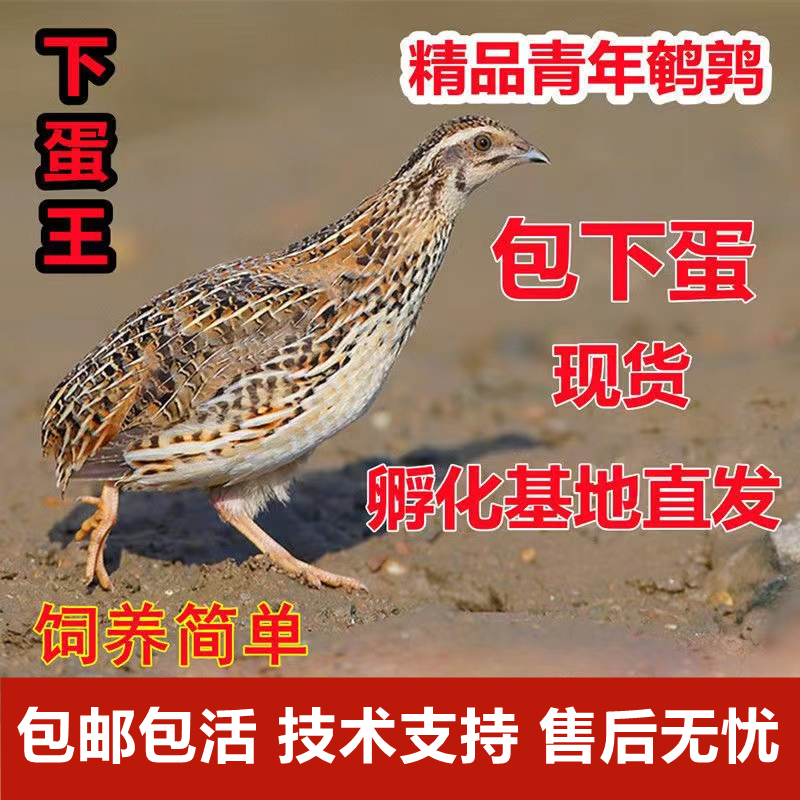 鹌鹑活苗天天下蛋鹌鹑鸟
