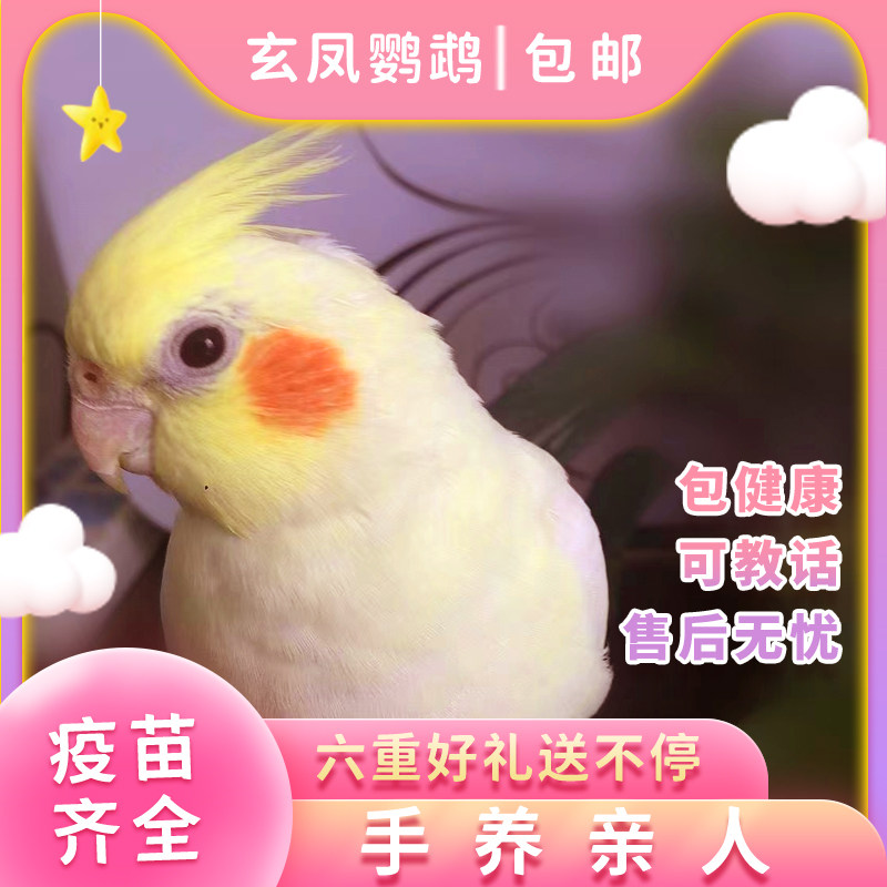 玄风牡丹鹦鹉活鸟体手养图片