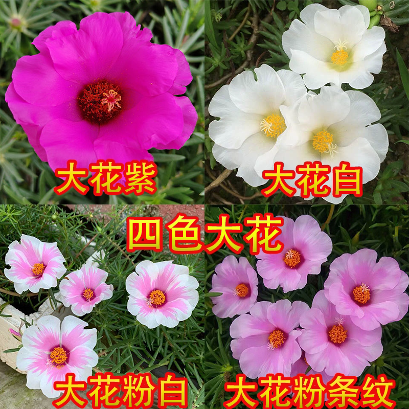 单瓣花苗枝条宿根阳台太阳花盆栽图片