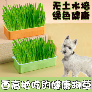 西高地专用狗狗爱吃的草狗草排毛草化毛草宠物零食助消化食用草