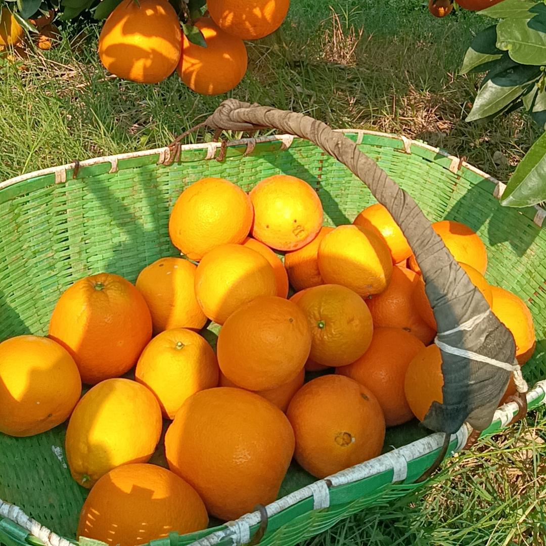 宜昌枝江纽荷尔橙子新鲜现摘现发特级大果橙果园直发