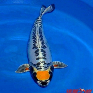 德系红松叶龙凤锦鲤鱼苗火凤凰长尾冷水德松金秋瑞黄金小锦鲤鱼苗