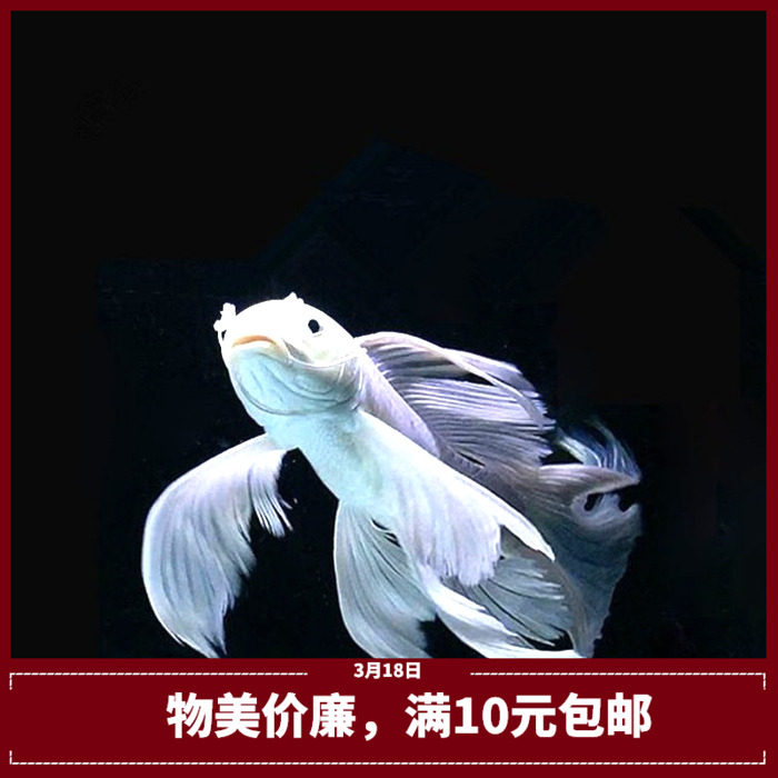 台湾短身长尾龙凤锦鲤热带观赏鱼