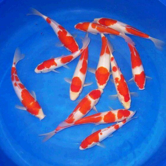 活体纯种鱼锦鲤鱼冷水鱼
