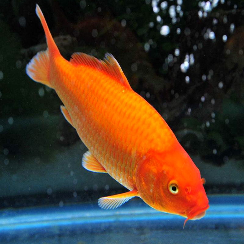 日本纯种进口火鲤锦鲤活体大型观赏冷水风水鱼苗精品运输包邮保活