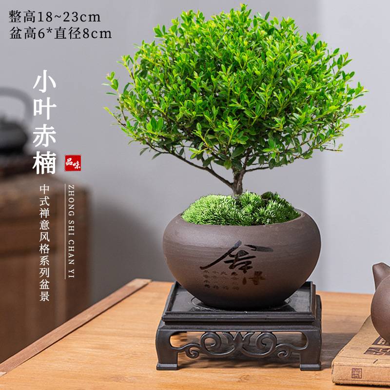 小叶赤楠老桩迷你盆栽｜办公室小