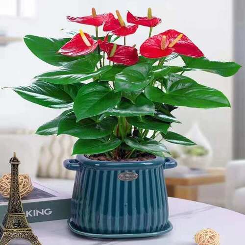 红掌白掌粉掌绿植盆栽室内净化带