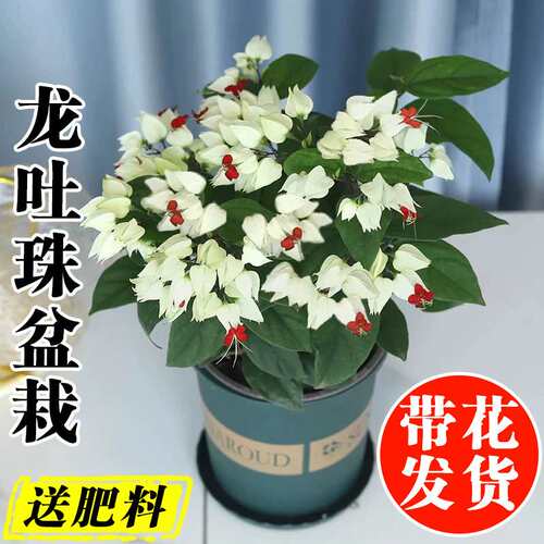 龙吐珠盆栽带花室内桌面好养藤本
