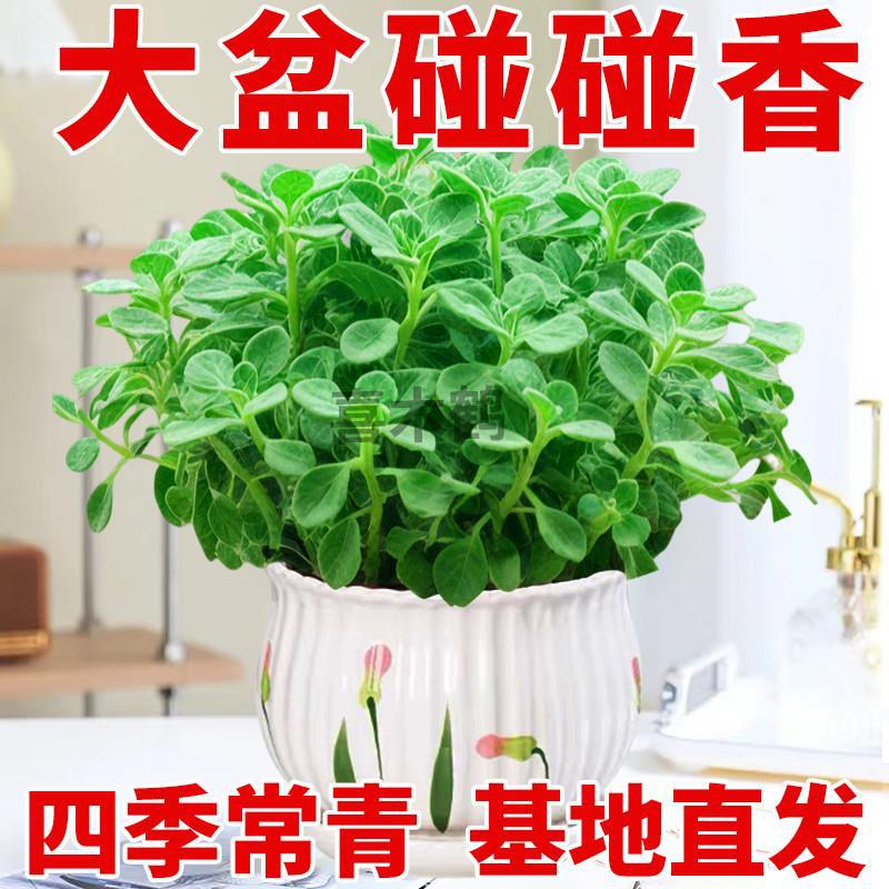 大盆碰碰香盆栽室内驱蚊提神绿植