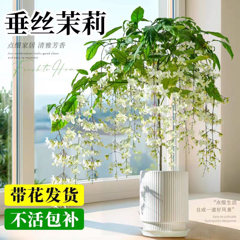 垂丝茉莉盆栽带花苞室内桌面绿植