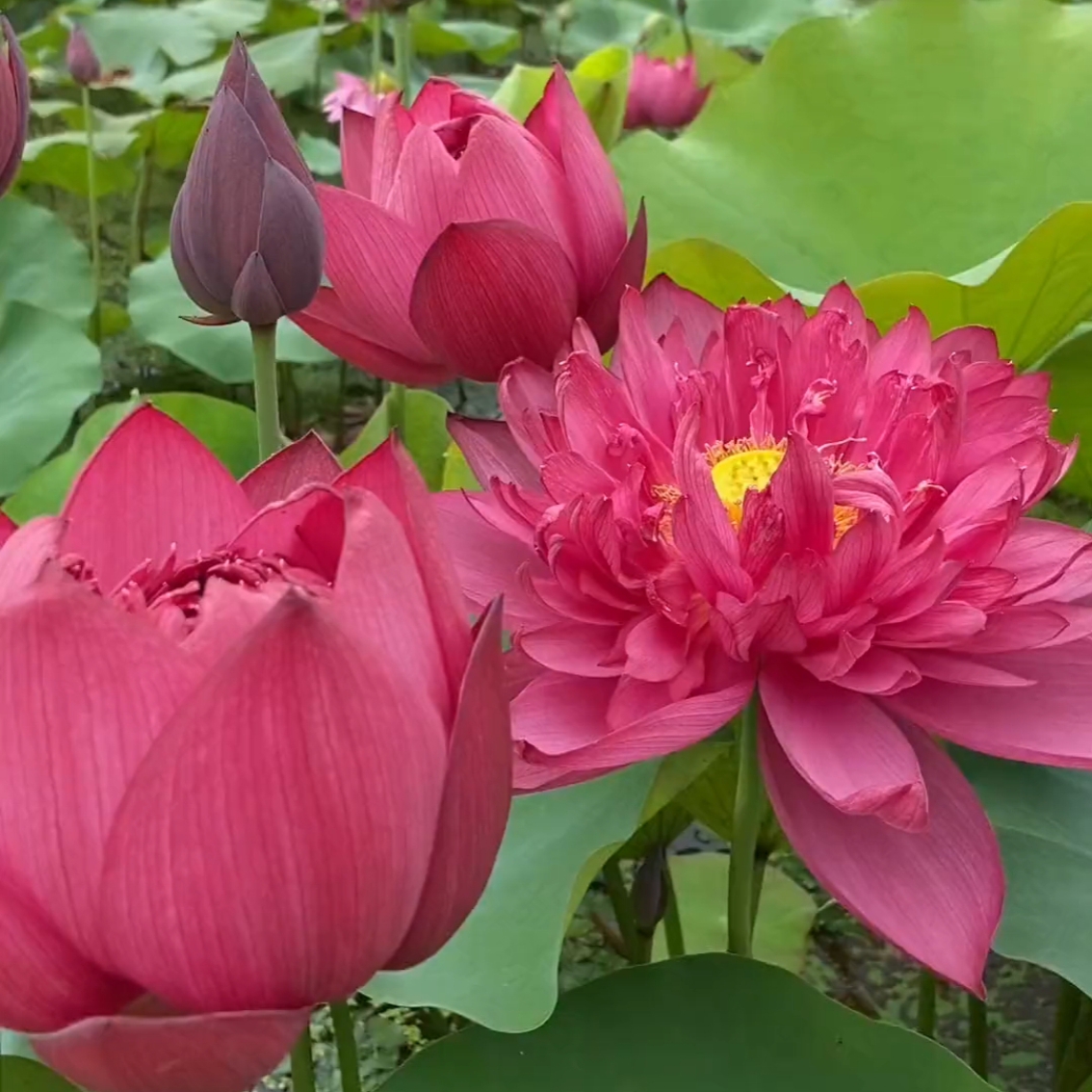 独山紫玉红色大荷花荷之韵正品