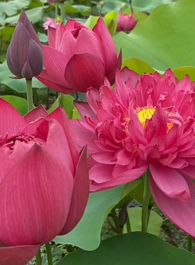 独山紫玉重瓣红色大型荷花种藕根碗莲种苗子阳台庭院鱼池花卉室内