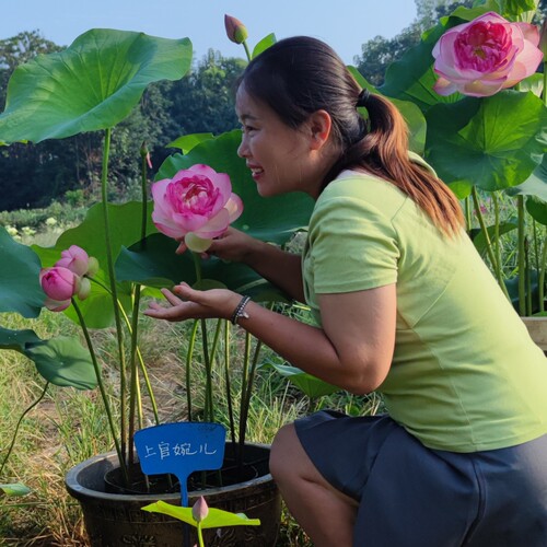 上官婉儿大型观赏荷花荷之韵正品