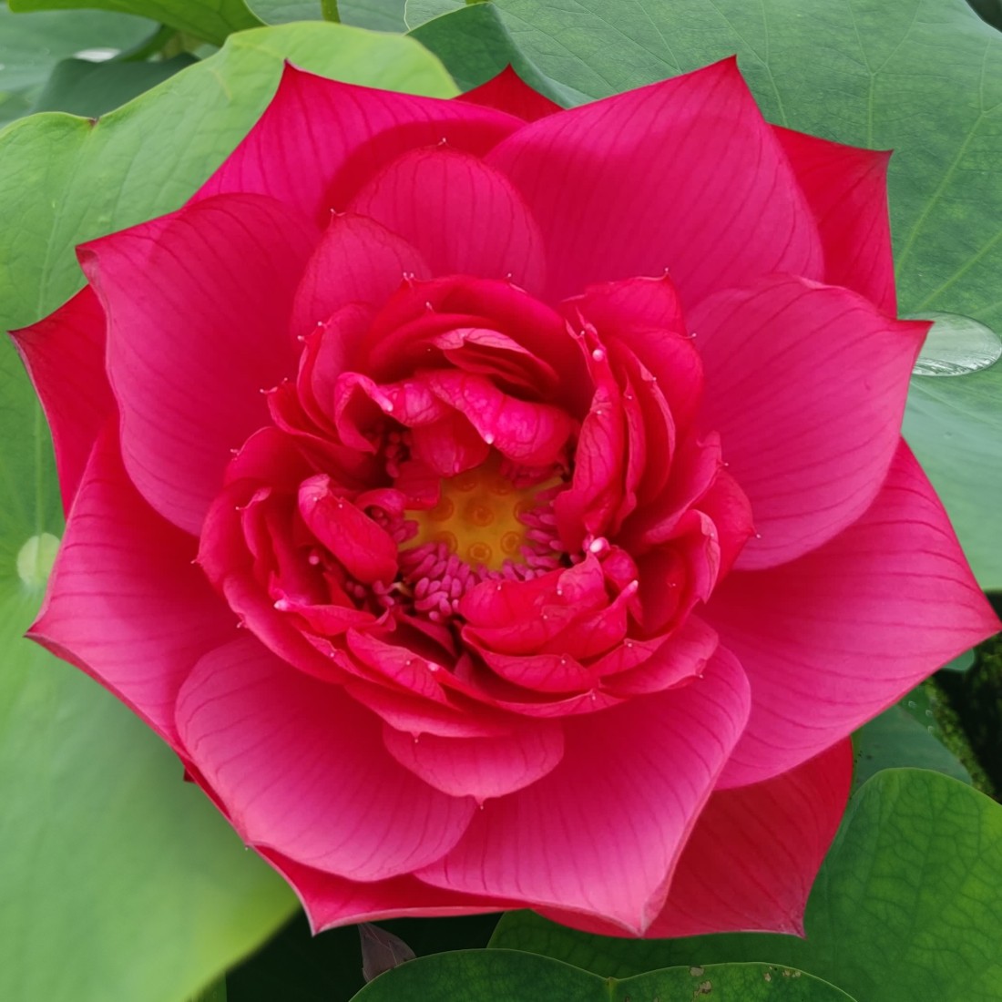 红蕊玫瑰大型观赏盆栽荷花碗莲种藕苗子室内阳台庭院鱼池净化空气