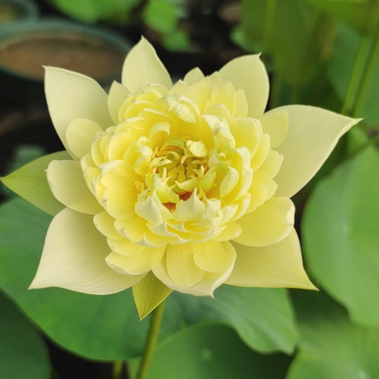 秣陵秋色观赏荷花碗莲种藕苗子室内阳台盆栽庭院鱼池水生净化空气