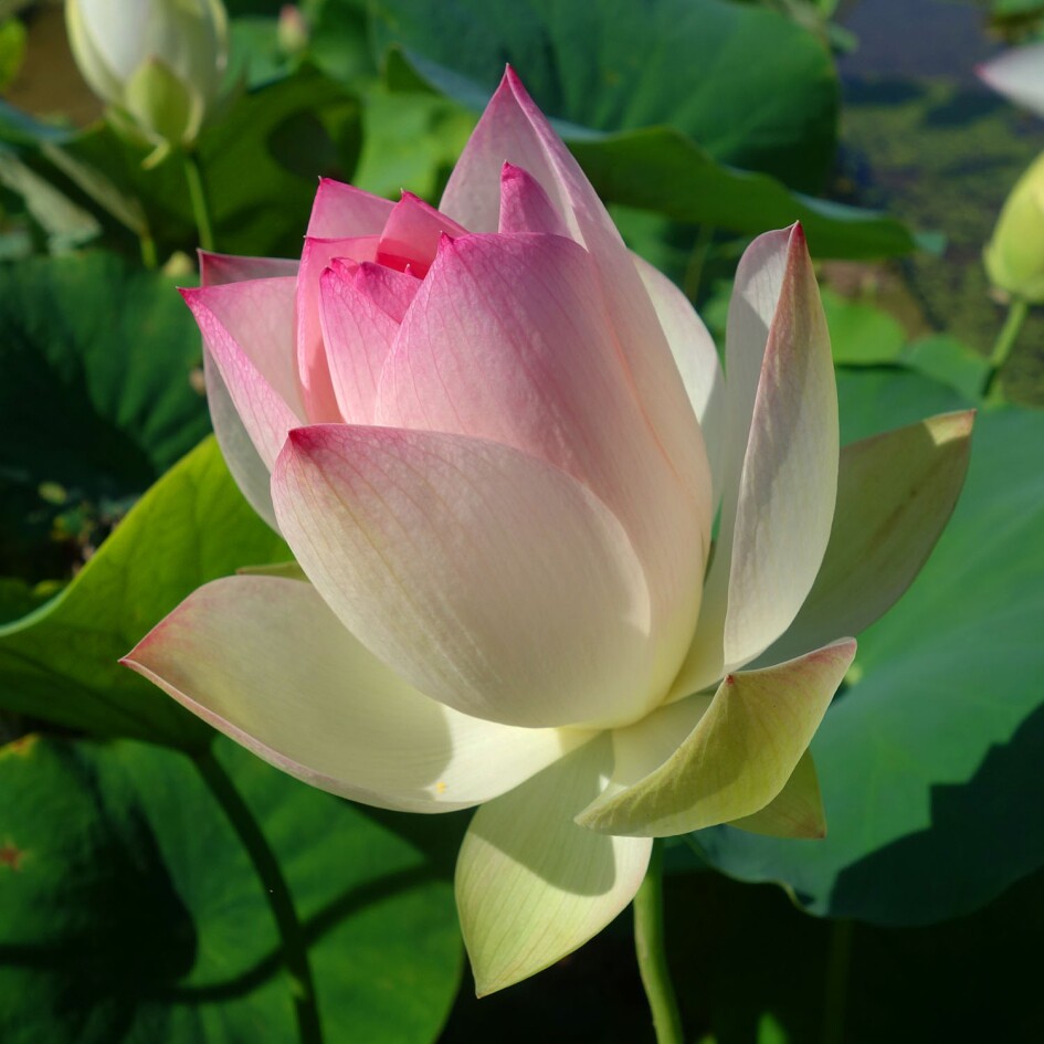 姑苏荷仙多花碗莲种藕苗子盆栽荷花卉苗室内阳台庭院鱼池水生植物
