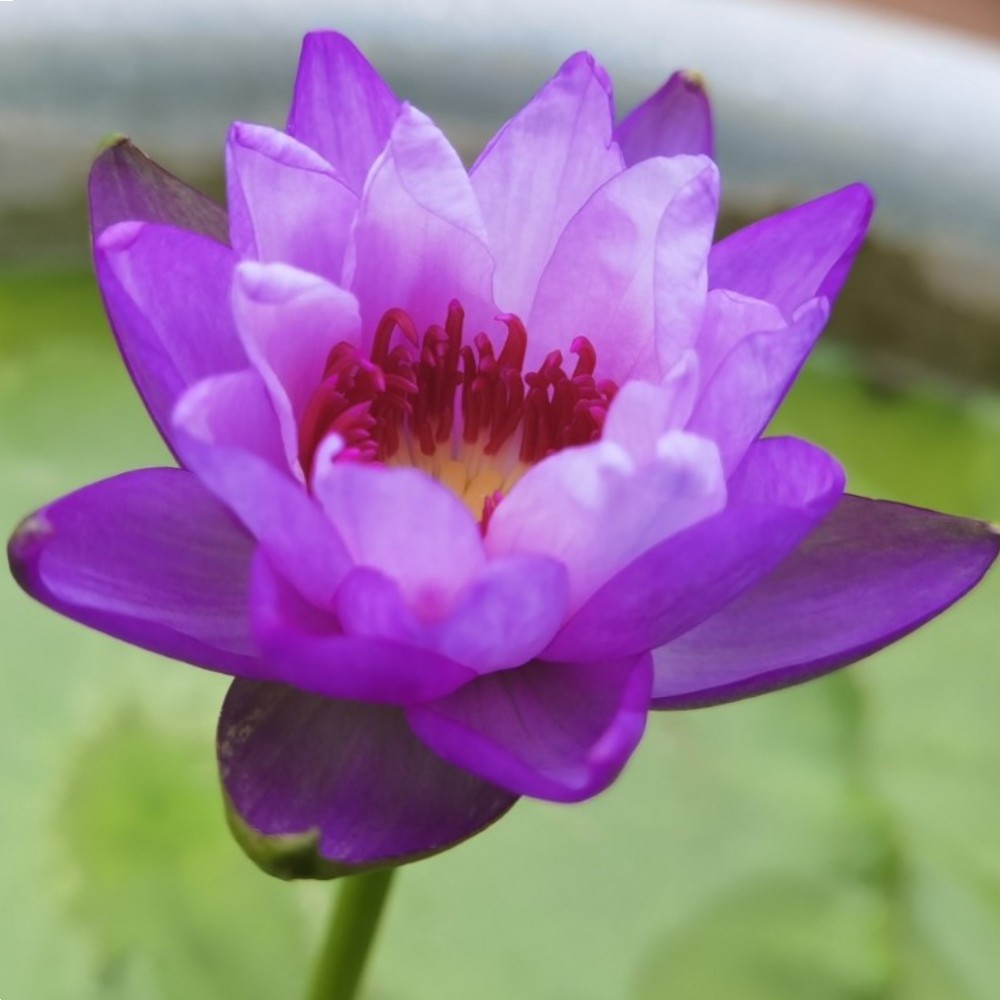 蓝紫色黄色睡莲苗根块茎观赏荷花室内阳台庭院鱼池水生开花卉植物