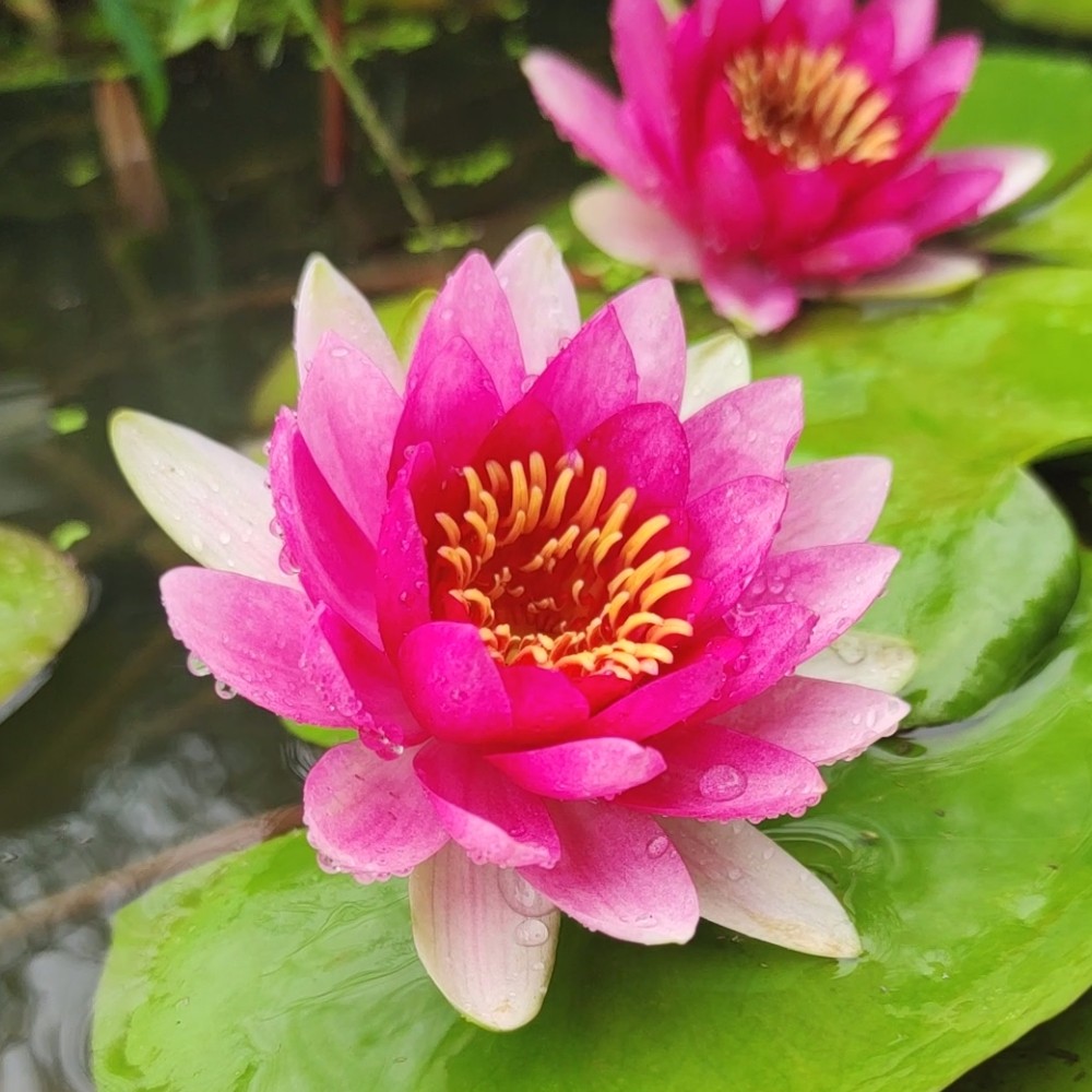 蓝紫色黄色睡莲苗根块茎观赏荷花室内阳台庭院鱼池水生开花卉植物
