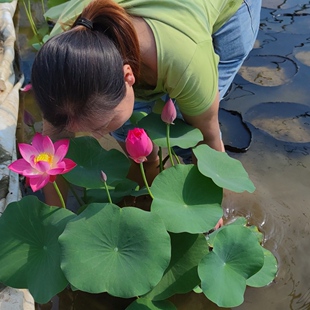 朱华媚 盆栽荷花碗莲种藕苗子室内阳台庭院鱼池水生植物净化空气