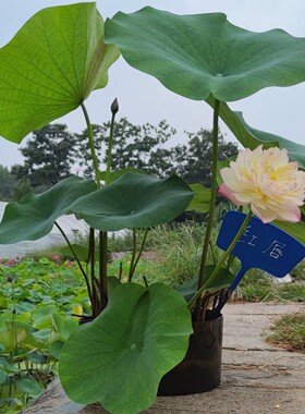 红唇盆栽观赏荷花荷之韵正品